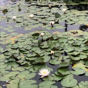 Meet your Posher, Rose